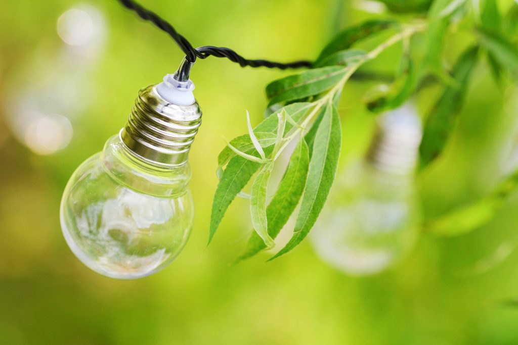 light bulbs hangs branches